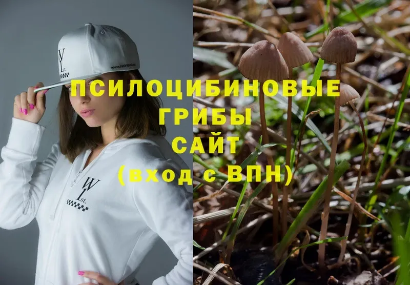 Галлюциногенные грибы MAGIC MUSHROOMS  Куртамыш 